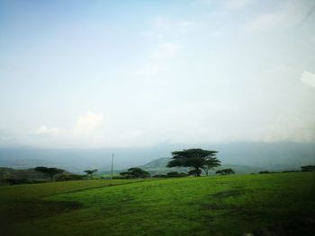 Scenic view of field against sky