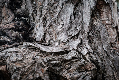 Full frame shot of tree trunk