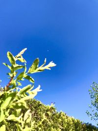 Low angle view of plants against clear blue sky