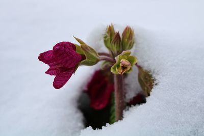 Close-up of snow on plant against sky