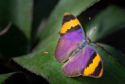 Close-up of butterfly pollinating on purple flower