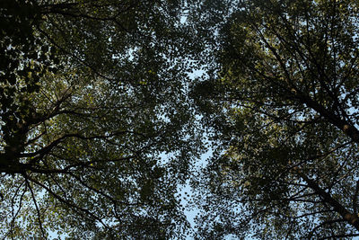 Low angle view of trees