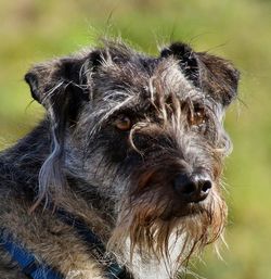 Close-up of dog