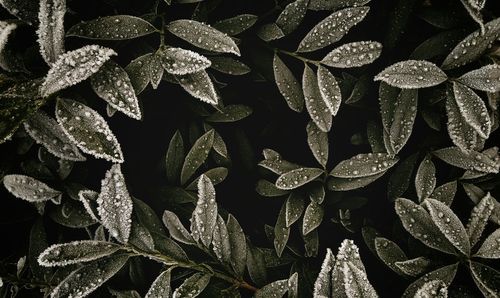 Full frame shot of frozen leaves