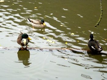 Ducks in a lake