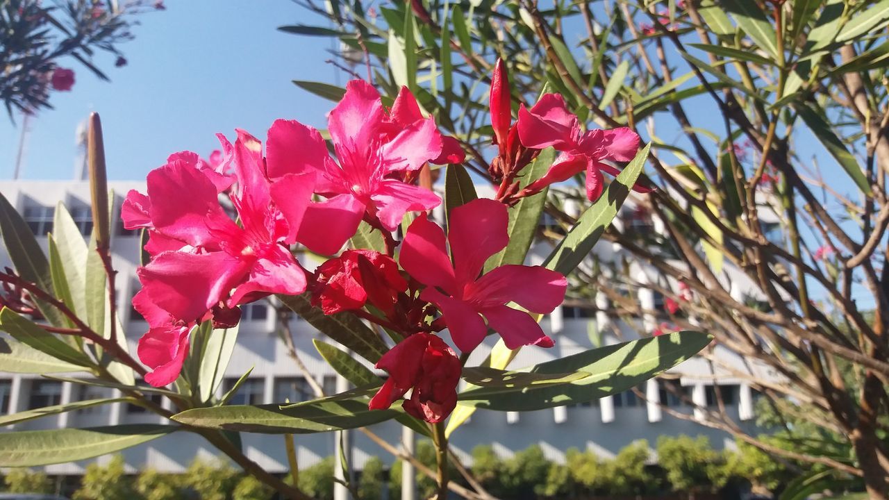 flower, nature, beauty in nature, growth, red, fragility, petal, sunlight, no people, outdoors, blooming, day, plant, freshness, leaf, flower head, close-up, maroon, rhododendron