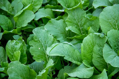 Full frame shot of plants