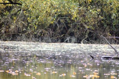 View of ducks swimming in lake