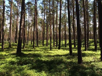 Trees growing in forest