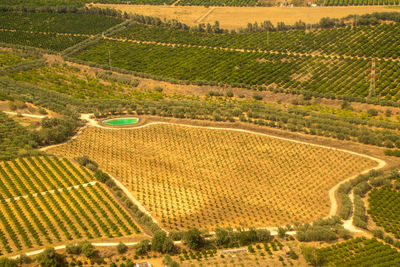 High angle view of vineyard