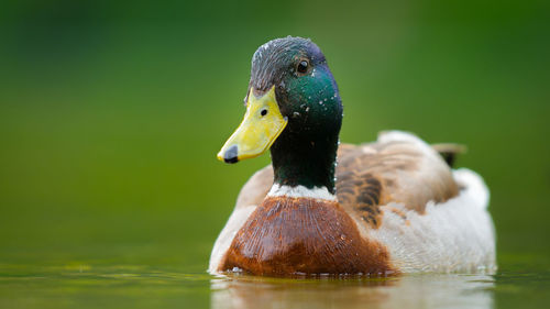 Close-up of duck swimming in lake