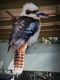 Close-up of bird perching on wood