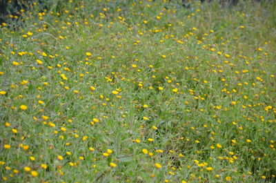 Close-up of yellow flowers growing in field