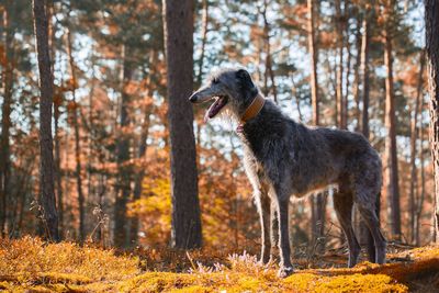 Black dog standing in forest