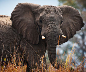 Close-up of elephant on field