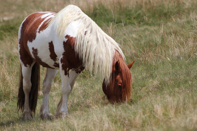 Horse grazing in a field