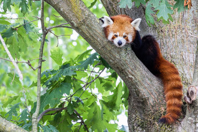 Squirrel on tree trunk in zoo