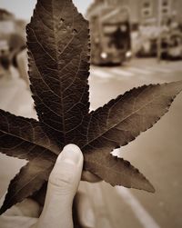 Close-up of hand holding leaves during autumn