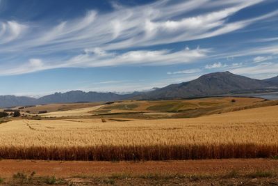 Scenic view of agricultural field against sky