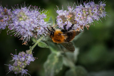 Close-up of bee on purple flower