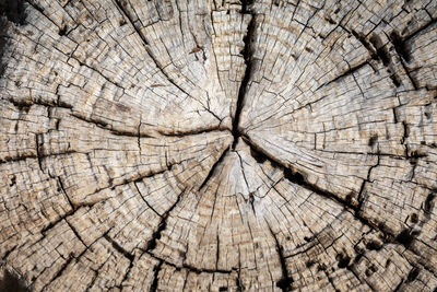 Full frame shot of tree stump