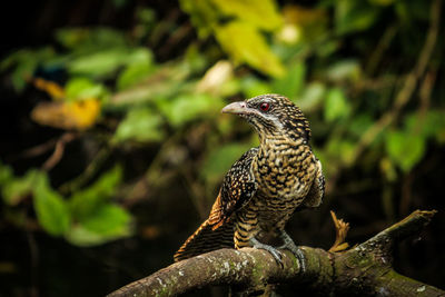 Close-up of a bird perching on branch