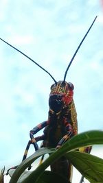 Low angle view of insect on tree against sky