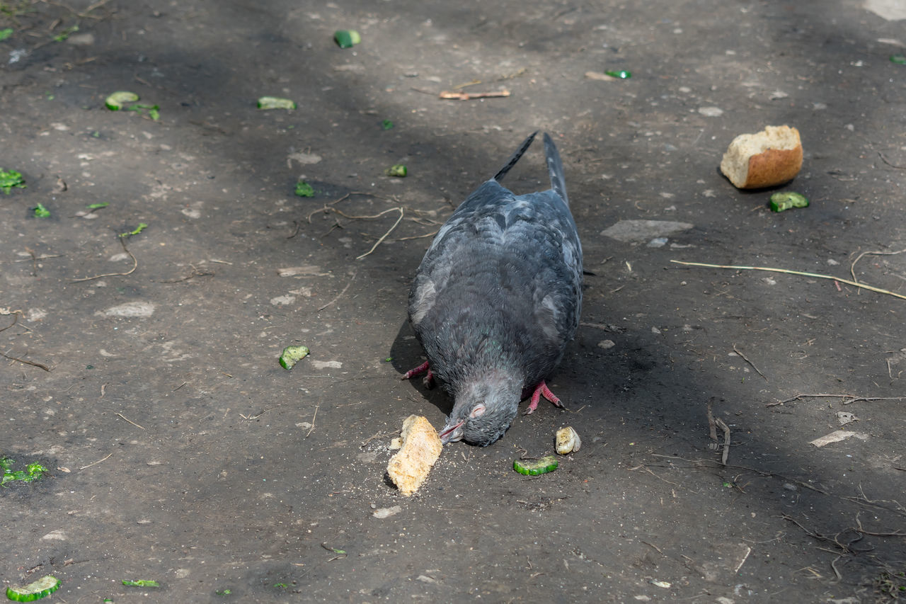 HIGH ANGLE VIEW OF DUCK EATING FOOD ON FOOTPATH