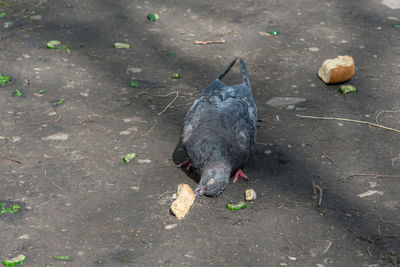 High angle view of ducks eating food