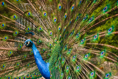 Close-up of peacock