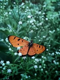 Close-up of butterfly pollinating on flower