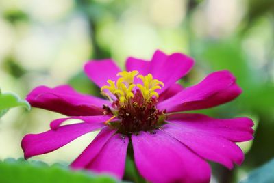 Close-up of pink flower