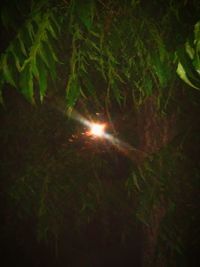 View of trees at night