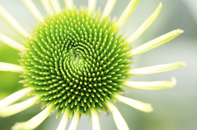 Close-up of flower