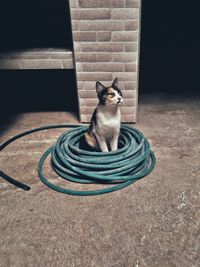 Portrait of cat sitting on floor against wall