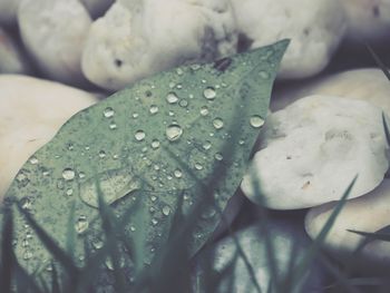 Close-up of wet leaf