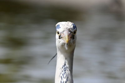 Close-up of bird