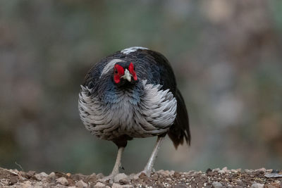 Close-up of bird perching