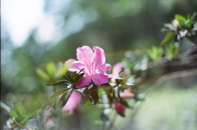 Close-up of pink flowering plant