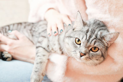 British shorthair cat looking closely at camera while lying on woman's knees. grey tabby cat relax