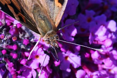 Close-up of butterfly on purple flower