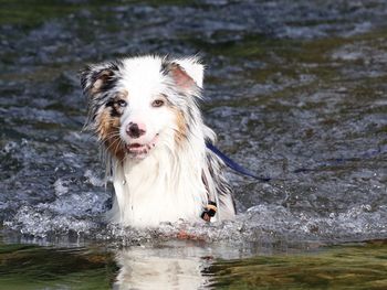 Portrait of dog in water