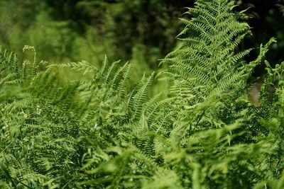 Close-up of fern leaves