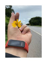 Close-up of hand holding yellow flowering plant