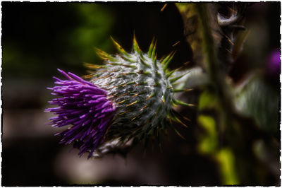 Close-up of purple flowers