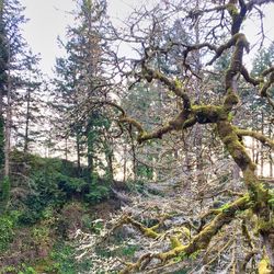 Low angle view of trees in forest