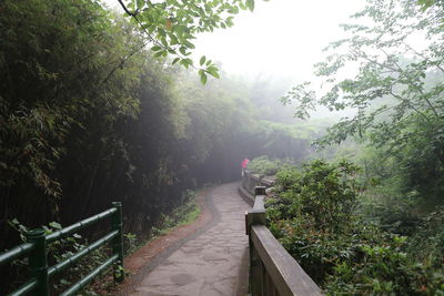 Footpath amidst trees during foggy weather