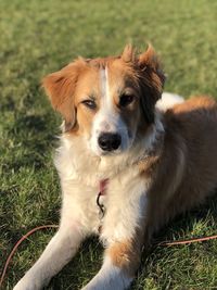 Portrait of dog relaxing on field