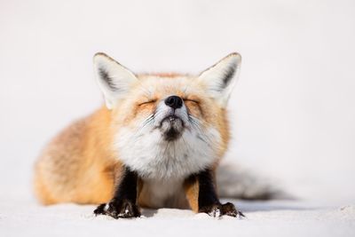 Close-up of fox against white background