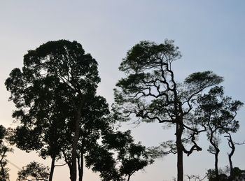 Low angle view of trees against clear sky